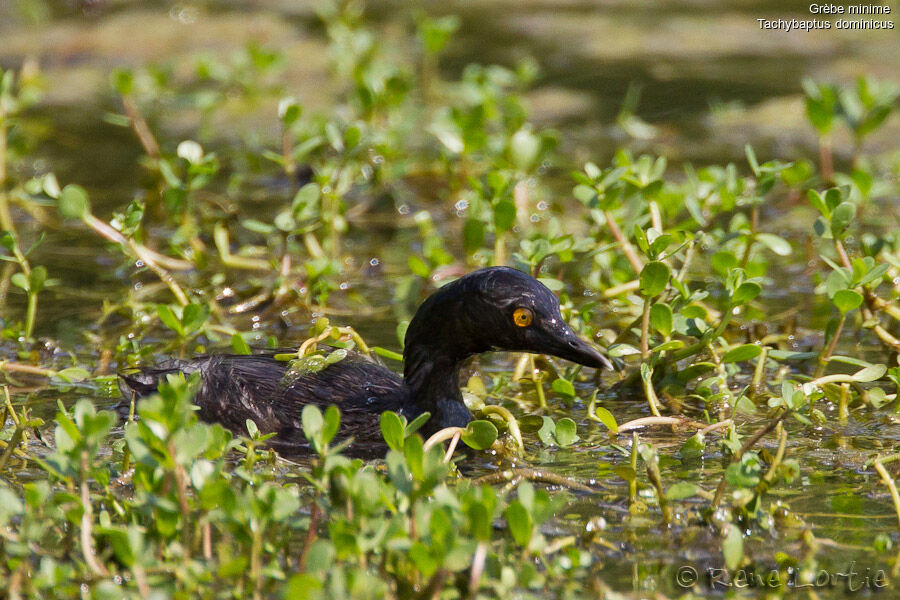 Least Grebeadult breeding, identification