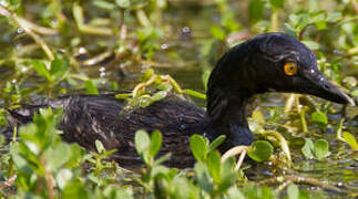 Least Grebe