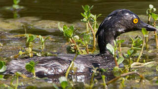 Least Grebe