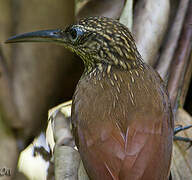 Cocoa Woodcreeper