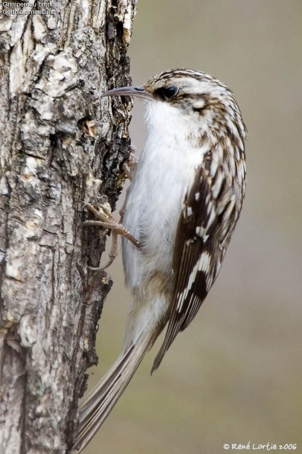 Brown Creeper