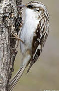 Brown Creeper