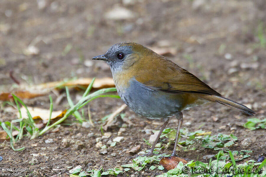 Black-billed Nightingale-Thrushadult, identification