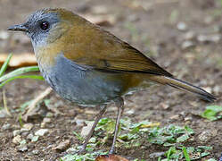 Black-billed Nightingale-Thrush