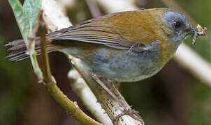 Black-billed Nightingale-Thrush