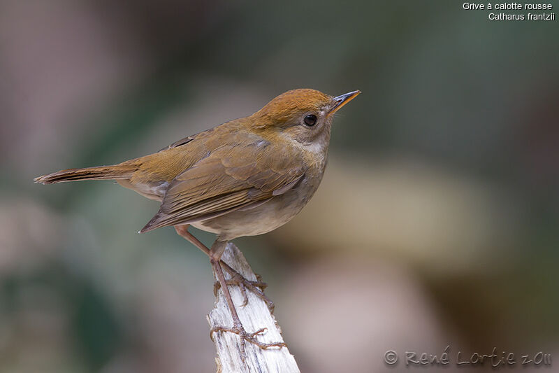 Ruddy-capped Nightingale-Thrushadult, identification