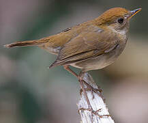 Ruddy-capped Nightingale-Thrush