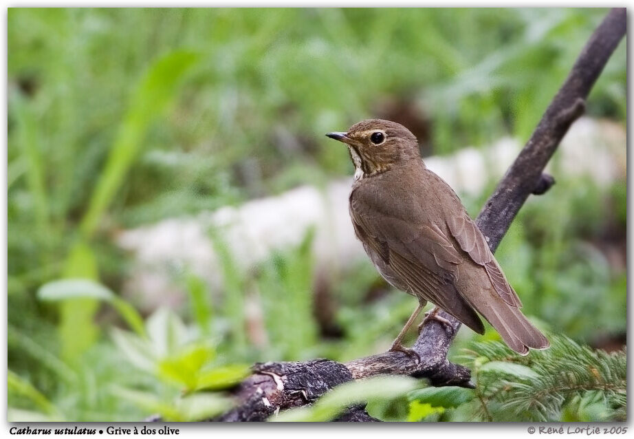 Swainson's Thrush