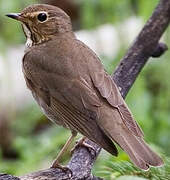 Swainson's Thrush