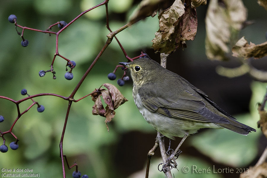 Swainson's Thrushadult, identification, feeding habits, Behaviour