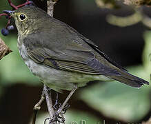 Swainson's Thrush