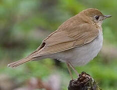 Veery