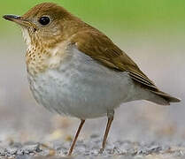 Veery