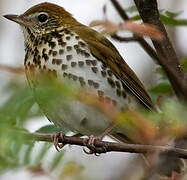 Hermit Thrush