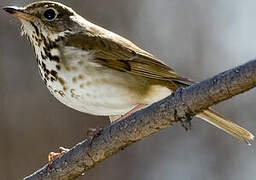 Hermit Thrush