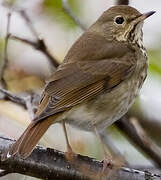 Hermit Thrush