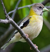 Evening Grosbeak