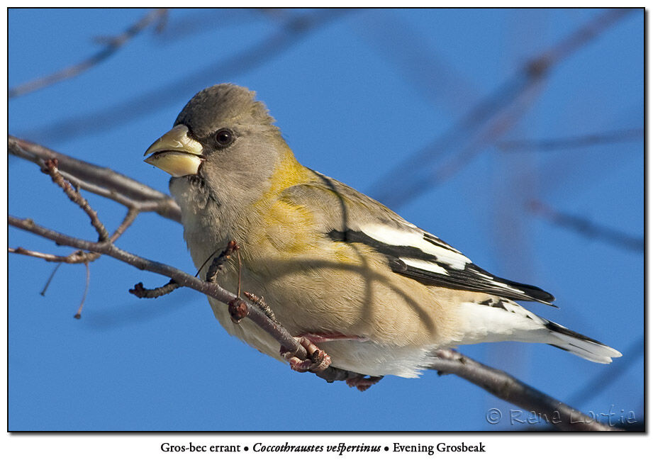 Evening Grosbeak female adult, identification