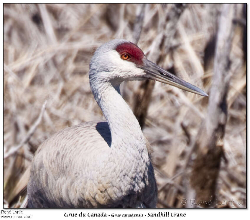 Sandhill Craneadult, close-up portrait