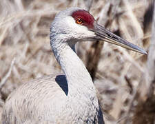 Sandhill Crane