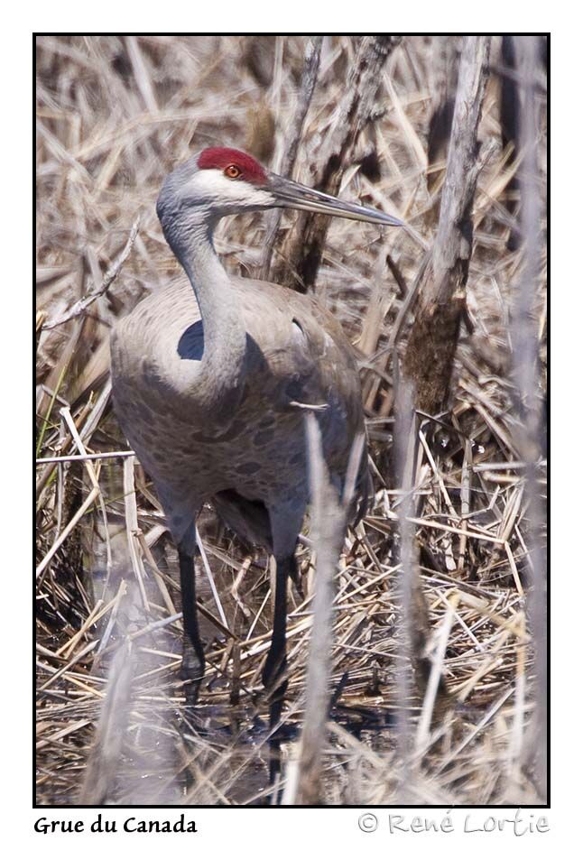 Grue du Canadaadulte, identification