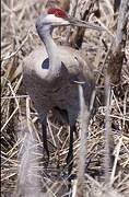 Sandhill Crane