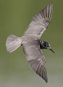 Black Tern