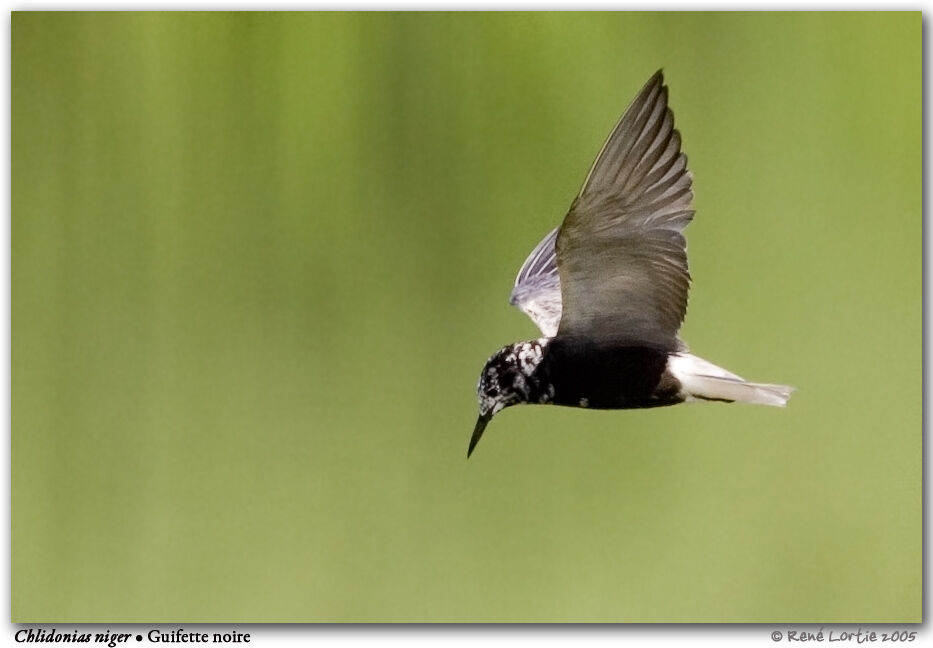 Black Tern