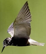 Black Tern