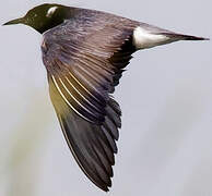 Black Tern