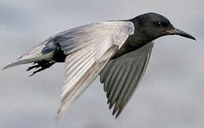 Black Tern