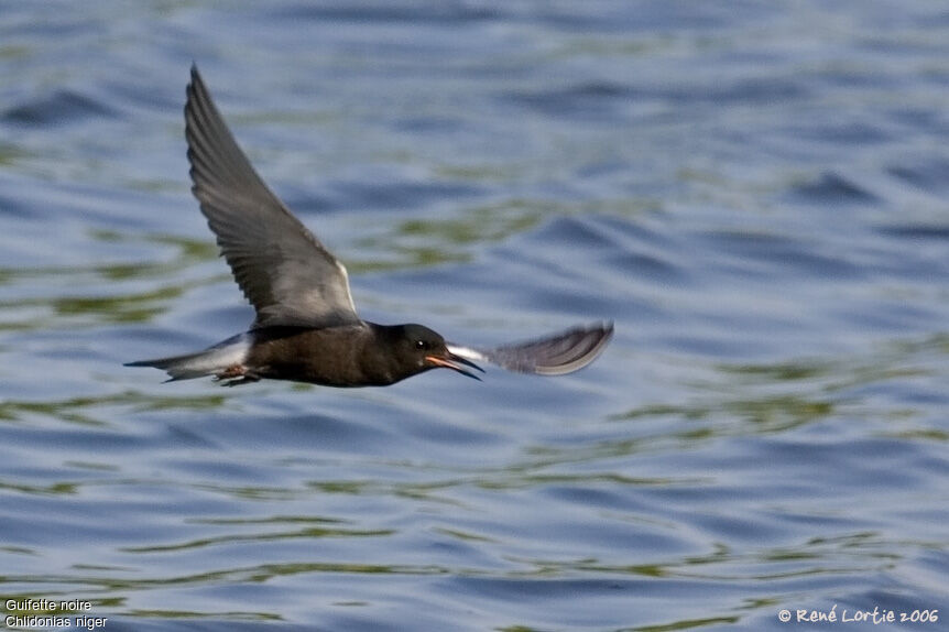 Black Tern