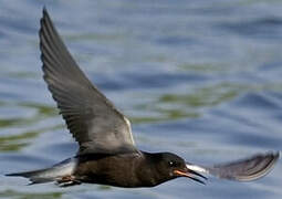 Black Tern