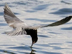 Black Tern