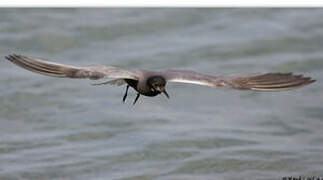 Black Tern