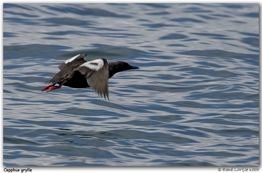 Guillemot à miroir