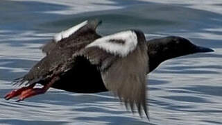 Black Guillemot