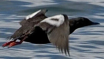 Guillemot à miroir