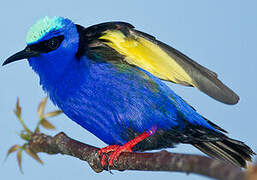 Red-legged Honeycreeper