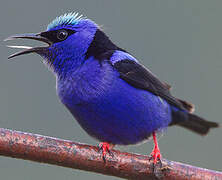 Red-legged Honeycreeper