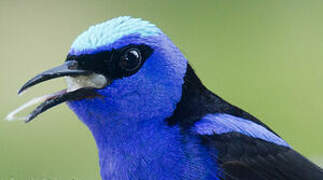 Red-legged Honeycreeper