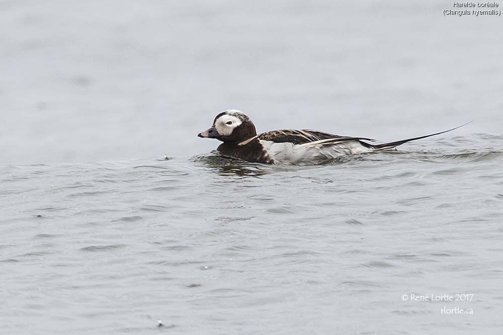 Long-tailed Duckadult