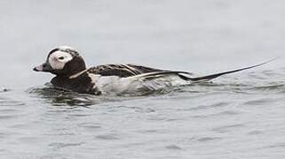 Long-tailed Duck