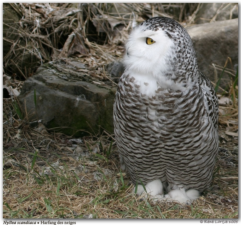 Snowy Owl