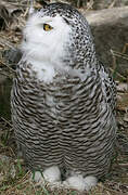 Snowy Owl