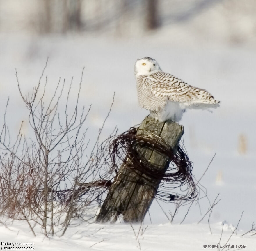 Harfang des neiges