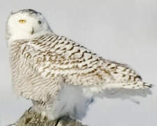 Snowy Owl