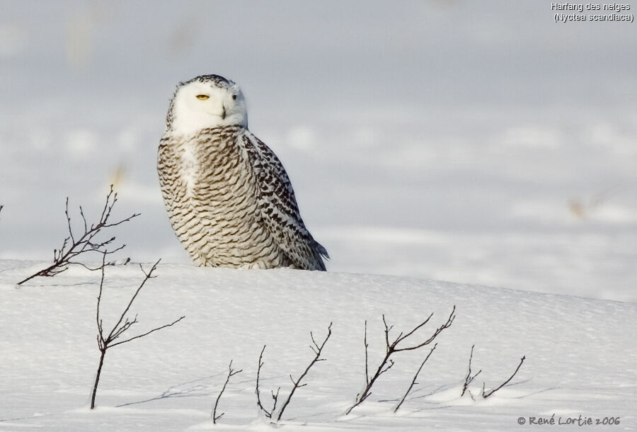 Harfang des neiges