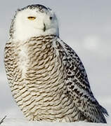 Snowy Owl