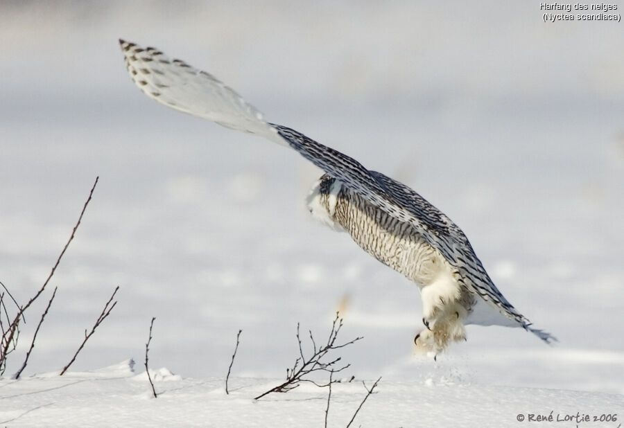 Harfang des neiges